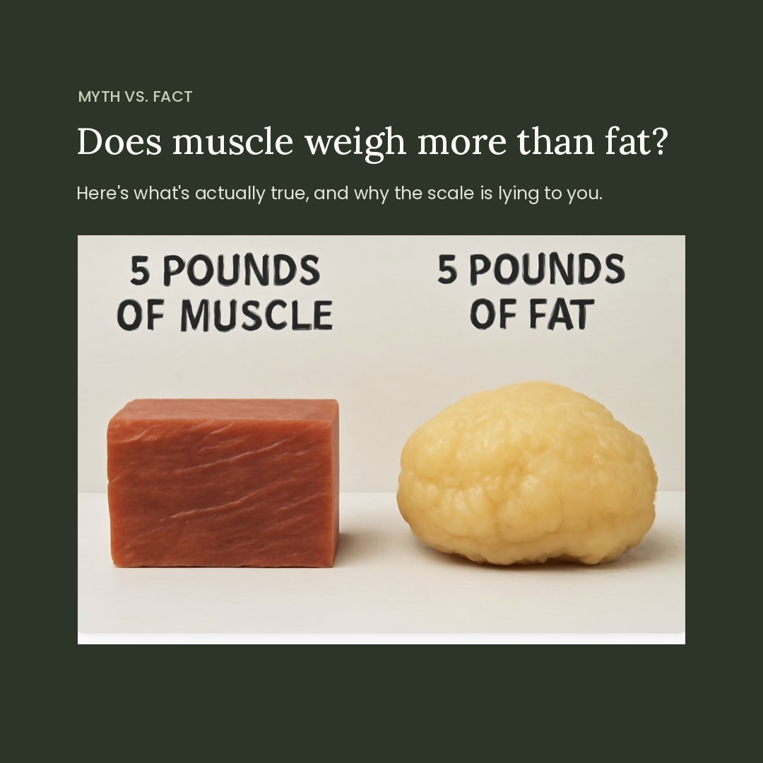 musclevs.fat